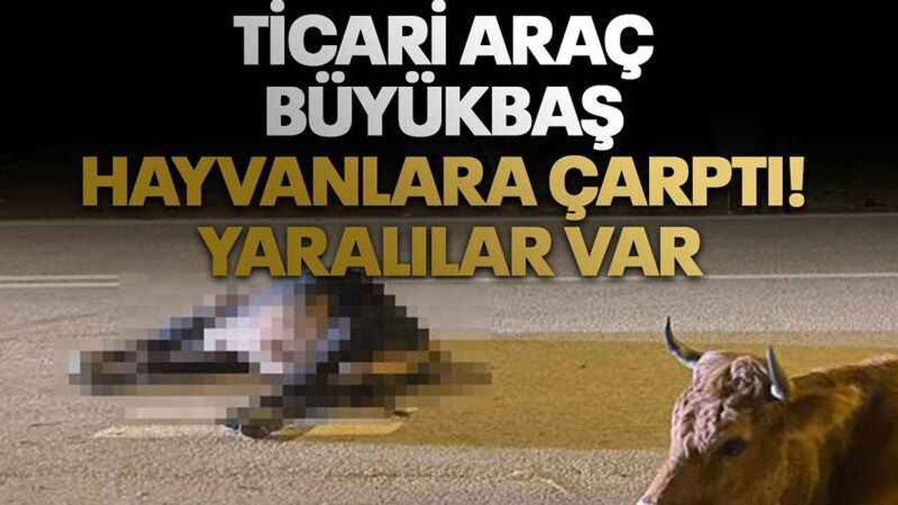 Ticari araç büyükbaş hayvanlara çarptı: 4 kişi yaralandı